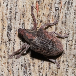 Gonipterus sp. (genus) at Namadgi National Park - 5 Jun 2024 11:55 AM