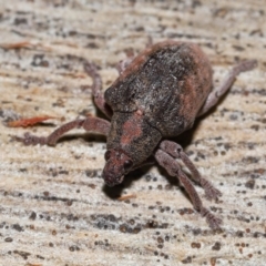 Gonipterus sp. (genus) at Namadgi National Park - 5 Jun 2024 11:55 AM