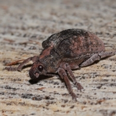 Gonipterus sp. (genus) at Namadgi National Park - 5 Jun 2024 11:55 AM