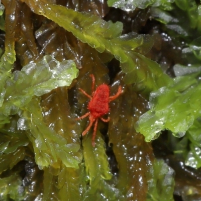 Trombidiidae (family) (Red velvet mite) at Tidbinbilla Nature Reserve - 1 Jun 2024 by TimL