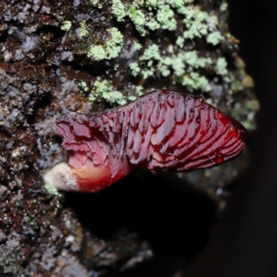 Unverified Cap on a stem; gills below cap [mushrooms or mushroom-like] by TimL