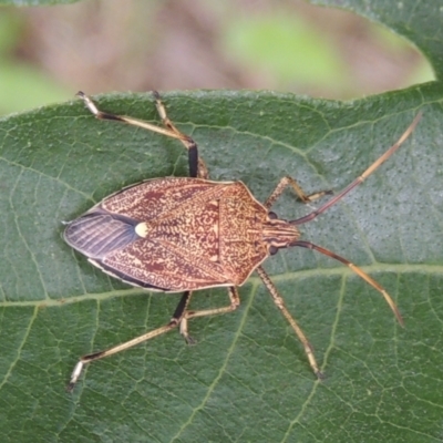 Poecilometis strigatus (Gum Tree Shield Bug) at Pollinator-friendly garden Conder - 26 Dec 2023 by MichaelBedingfield