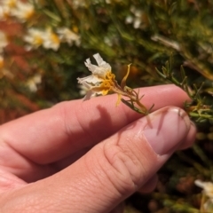 Lechenaultia lutescens at Lake Mackay, NT - 13 May 2024 by Darcy