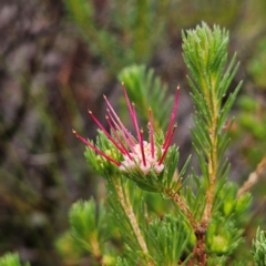 Darwinia fascicularis (Clustered Darwinia) at Ku-ring-gai Chase National Park - 6 Jun 2024 by MatthewFrawley