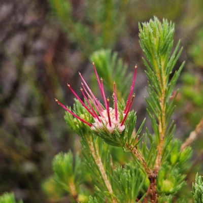 Darwinia fascicularis (Clustered Darwinia) at Ku-ring-gai Chase National Park - 6 Jun 2024 by MatthewFrawley