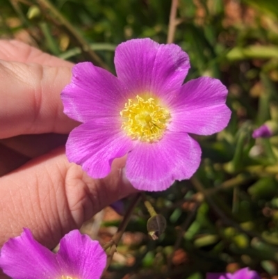 Calandrinia balonensis (Parakeelya) at Lake Mackay, NT - 13 May 2024 by Darcy