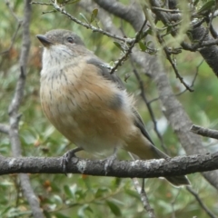 Pachycephala rufiventris (Rufous Whistler) at QPRC LGA - 30 Mar 2022 by arjay