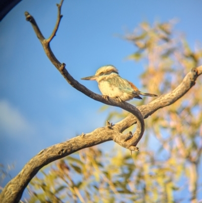 Todiramphus pyrrhopygius (Red-backed Kingfisher) at Lake Mackay, NT - 13 May 2024 by Darcy