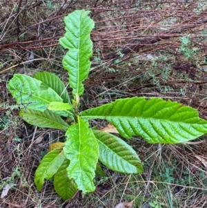 Eriobotrya japonica at Mount Ainslie - 6 Jun 2024