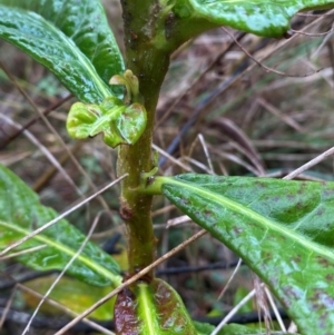 Eriobotrya japonica at Mount Ainslie - 6 Jun 2024