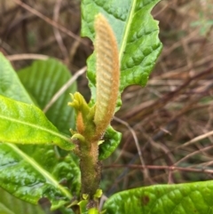 Eriobotrya japonica at Mount Ainslie - 6 Jun 2024