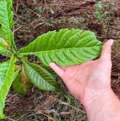 Eriobotrya japonica at Mount Ainslie - 6 Jun 2024