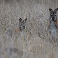 Notamacropus rufogriseus (Red-necked Wallaby) at Mulligans Flat - 5 Jun 2024 by Anna123