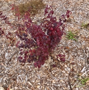 Pyrus calleryana at Throsby, ACT - 4 Jun 2024