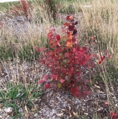 Pyrus calleryana at Throsby, ACT - 4 Jun 2024