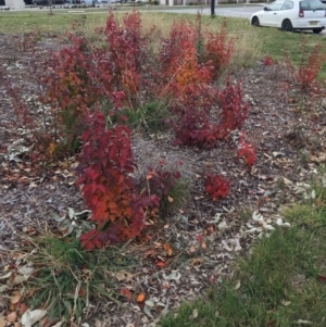 Pyrus calleryana at Throsby, ACT - 4 Jun 2024