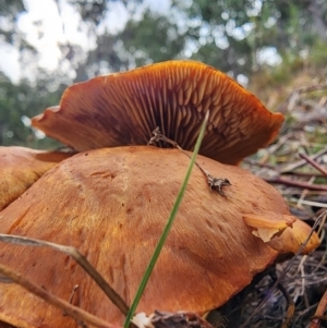 Gymnopilus junonius at Mount Taylor - 6 Jun 2024