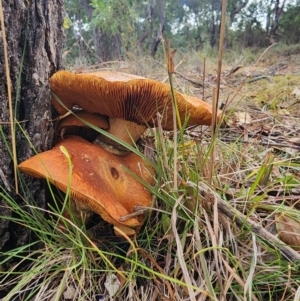 Gymnopilus junonius at Mount Taylor - 6 Jun 2024