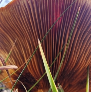 Gymnopilus junonius at Mount Taylor - 6 Jun 2024