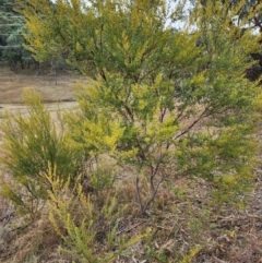 Acacia buxifolia subsp. buxifolia (Box-leaf Wattle) at Mount Taylor - 6 Jun 2024 by HarleyB