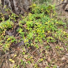 Lonicera japonica (Japanese Honeysuckle) at Mount Taylor - 6 Jun 2024 by HarleyB