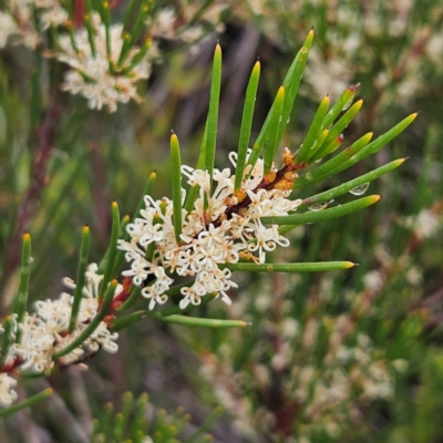 Hakea propinqua at Ku-ring-gai Chase National Park - 5 Jun 2024 by MatthewFrawley