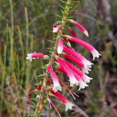 Epacris longiflora (Fuchsia Heath) at Ku-ring-gai Chase National Park - 5 Jun 2024 by MatthewFrawley