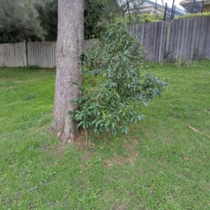 Ligustrum lucidum at Palmerston, ACT - 4 Jun 2024 03:28 PM