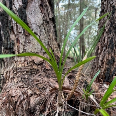Cymbidium suave (Snake Orchid) at Broulee Moruya Nature Observation Area - 5 Jun 2024 by LisaH
