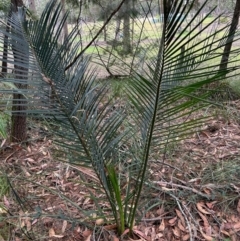 Macrozamia communis (Burrawang) at Broulee Moruya Nature Observation Area - 4 Jun 2024 by LisaH