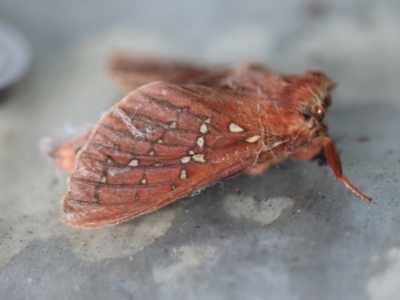 Oxycanus stellans (Rosaceus Oxycanus) by LisaH