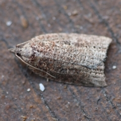 Meritastis ferrea (A Tortricid moth (Epitymbiini) at Broulee Moruya Nature Observation Area by LisaH