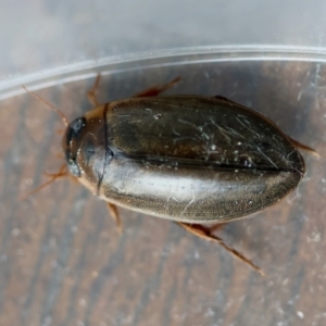 Calolampra sp. (genus) at Broulee Moruya Nature Observation Area - suppressed