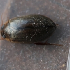Calolampra sp. (genus) at Broulee Moruya Nature Observation Area - suppressed