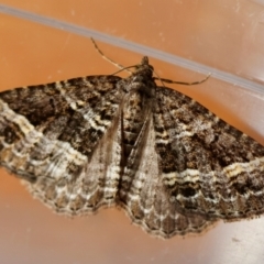 Chrysolarentia subrectaria (A Geometer moth) at Broulee Moruya Nature Observation Area - 6 Jun 2024 by LisaH