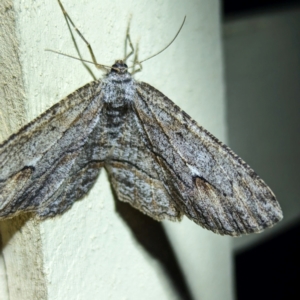 Ectropis (genus) at Lions Youth Haven - Westwood Farm A.C.T. - 6 Jun 2024 06:58 PM