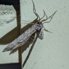 Ectropis (genus) at Lions Youth Haven - Westwood Farm A.C.T. - 6 Jun 2024 06:58 PM