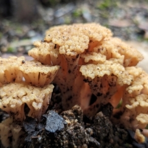 Ramaria capitata var. capitata at ANBG - 6 Jun 2024 01:00 PM