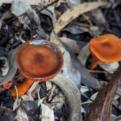 Unverified Cap on a stem; gills below cap [mushrooms or mushroom-like] at ANBG - 31 May 2024 by HelenCross