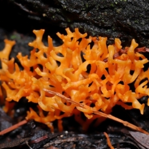 Ramariopsis crocea at ANBG - 3 Jun 2024