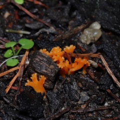 Ramariopsis crocea at ANBG - 3 Jun 2024