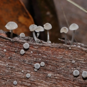 zz agaric (stem; gills white/cream) at Namadgi National Park - 5 Jun 2024