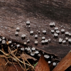 zz agaric (stem; gills white/cream) at Namadgi National Park - 5 Jun 2024