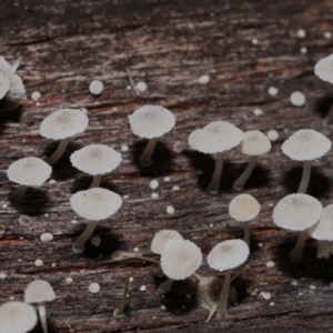 zz agaric (stem; gills white/cream) at Namadgi National Park - 5 Jun 2024