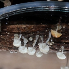 zz agaric (stem; gills white/cream) at Namadgi National Park - 5 Jun 2024