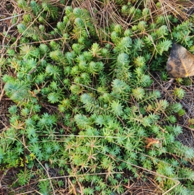 Sedum rupestre (Rocky Stonecrop or Deflexed Stonecrop) at Umbagong District Park - 6 Jun 2024 by WalkYonder