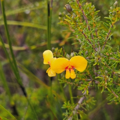 Dillwynia retorta (Heathy Parrot-Pea) at Ku-ring-gai Chase National Park - 6 Jun 2024 by MatthewFrawley