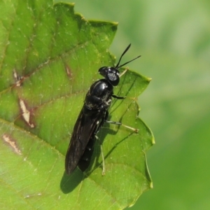 Hermetia illucens at Pollinator-friendly garden Conder - 1 Jan 2024 05:10 PM