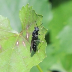 Hermetia illucens at Pollinator-friendly garden Conder - 1 Jan 2024 05:10 PM