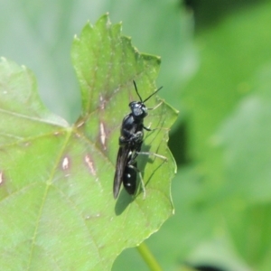 Hermetia illucens at Pollinator-friendly garden Conder - 1 Jan 2024 05:10 PM